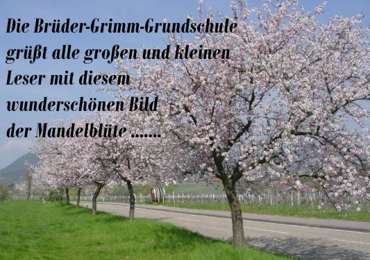 mandelbluete_gru